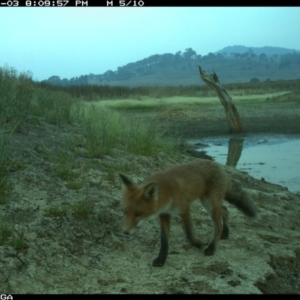 Vulpes vulpes at Michelago, NSW - 3 Jan 2020