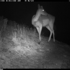 Dama dama (Fallow Deer) at Michelago, NSW - 2 Jan 2020 by Illilanga