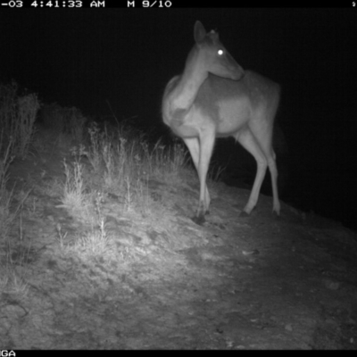Dama dama (Fallow Deer) at Michelago, NSW - 2 Jan 2020 by Illilanga