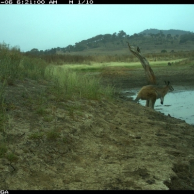 Notamacropus rufogriseus (Red-necked Wallaby) at Michelago, NSW - 5 Jan 2020 by Illilanga