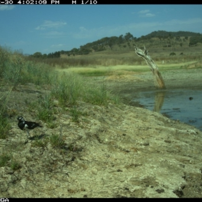 Grallina cyanoleuca (Magpie-lark) at Illilanga & Baroona - 30 Dec 2019 by Illilanga