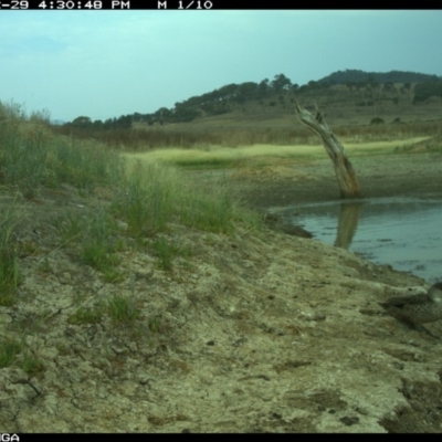 Anas gracilis (Grey Teal) at Illilanga & Baroona - 29 Dec 2019 by Illilanga