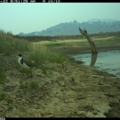 Vanellus miles (Masked Lapwing) at Illilanga & Baroona - 22 Dec 2019 by Illilanga