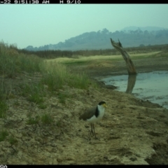 Vanellus miles at Michelago, NSW - 22 Dec 2019 09:51 AM