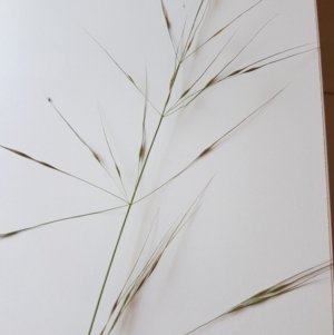 Austrostipa bigeniculata at Griffith, ACT - 21 Mar 2020