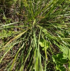 Austrostipa bigeniculata at Griffith, ACT - 21 Mar 2020