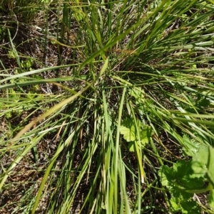 Austrostipa bigeniculata at Griffith, ACT - 21 Mar 2020