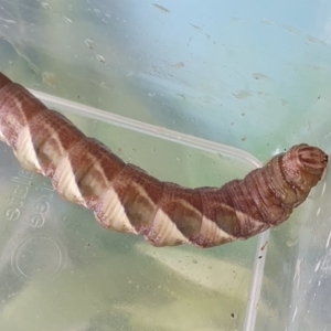 Psilogramma casuarinae at McKellar, ACT - 21 Mar 2020