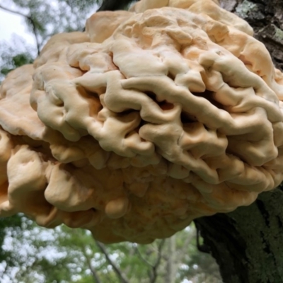 Laetiporus sulphureus (Chicken of the Woods) at Broughton Vale, NSW - 21 Mar 2020 by Nivlek