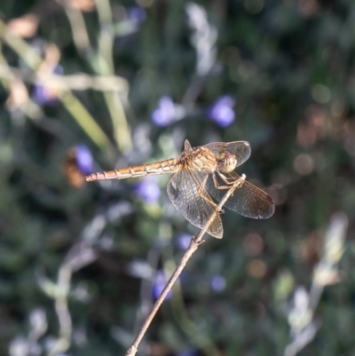 Diplacodes haematodes (Scarlet Percher) at ANBG - 19 Mar 2020 by Roger