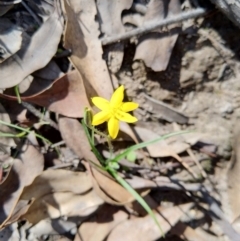 Hypoxis hygrometrica (Golden Weather-grass) at Carwoola, NSW - 18 Mar 2020 by Zoed