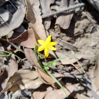 Hypoxis hygrometrica (Golden Weather-grass) at Carwoola, NSW - 19 Mar 2020 by Zoed