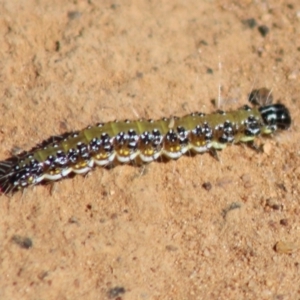 Uresiphita ornithopteralis at Hughes, ACT - 20 Mar 2020