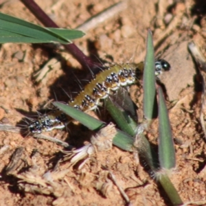 Uresiphita ornithopteralis at Hughes, ACT - 20 Mar 2020