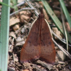 Uresiphita ornithopteralis (Tree Lucerne Moth) at Hughes, ACT - 21 Mar 2020 by LisaH