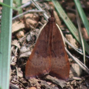 Uresiphita ornithopteralis at Hughes, ACT - 21 Mar 2020