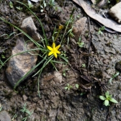 Hypoxis hygrometrica (Golden Weather-grass) at Carwoola, NSW - 21 Mar 2020 by Zoed