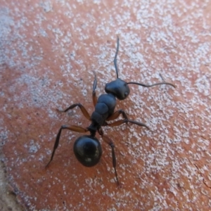 Polyrhachis femorata at Rendezvous Creek, ACT - 20 Mar 2020 11:46 AM