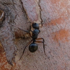 Polyrhachis femorata at Rendezvous Creek, ACT - 20 Mar 2020 11:46 AM