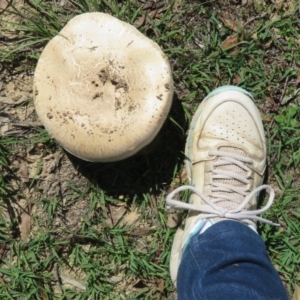 Agaricus sp. at Booth, ACT - 20 Mar 2020 12:34 PM