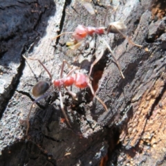 Iridomyrmex purpureus at Rendezvous Creek, ACT - 20 Mar 2020