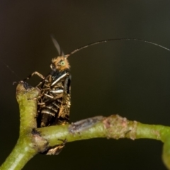 Nemophora (genus) (A Fairy Moth) at Bruce Ridge to Gossan Hill - 2 Nov 2017 by Bron