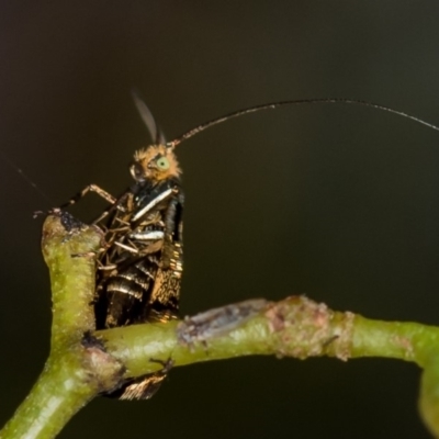 Nemophora (genus) (A Fairy Moth) at Bruce, ACT - 2 Nov 2017 by Bron