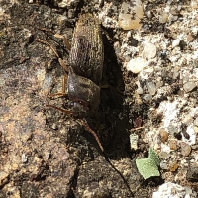 Monocrepidius (genus) (Click beetle) at Aranda, ACT - 21 Mar 2020 by Jubeyjubes