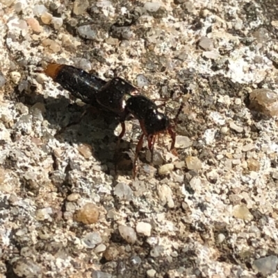 Hesperus haemorrhoidalis (Rove beetle) at Aranda, ACT - 21 Mar 2020 by Jubeyjubes