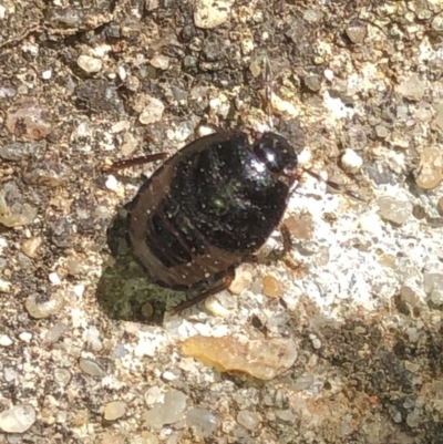 Cydnidae (family) (Burrower bug) at Aranda, ACT - 21 Mar 2020 by Jubeyjubes