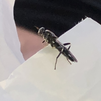 Exaireta spinigera (Garden Soldier Fly) at Aranda, ACT - 21 Mar 2020 by Jubeyjubes