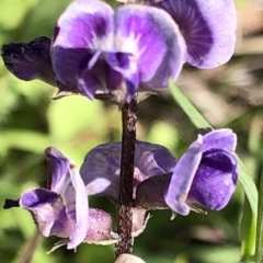 Glycine tabacina (Variable Glycine) at Molonglo Valley, ACT - 21 Mar 2020 by Jubeyjubes