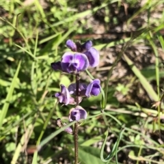 Glycine tabacina at Molonglo Valley, ACT - 21 Mar 2020