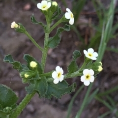 Hackelia suaveolens (Sweet Hounds Tongue) at Hackett, ACT - 21 Mar 2020 by Jubeyjubes