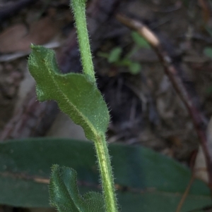 Hackelia suaveolens at Hackett, ACT - 21 Mar 2020