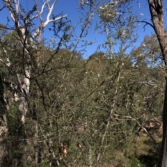Bursaria spinosa subsp. lasiophylla (Australian Blackthorn) at Hackett, ACT - 21 Mar 2020 by Jubeyjubes