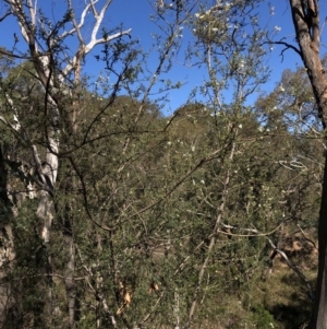 Bursaria spinosa subsp. lasiophylla at Hackett, ACT - 21 Mar 2020