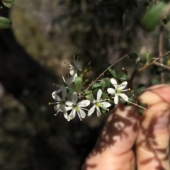 Bursaria spinosa subsp. lasiophylla at Hackett, ACT - 21 Mar 2020 04:24 PM