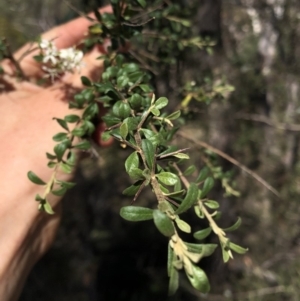 Bursaria spinosa subsp. lasiophylla at Hackett, ACT - 21 Mar 2020