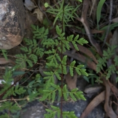 Cheilanthes austrotenuifolia (Rock Fern) at Hackett, ACT - 21 Mar 2020 by Jubeyjubes