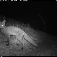 Vulpes vulpes (Red Fox) at Michelago, NSW - 22 Dec 2019 by Illilanga