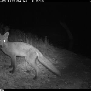 Vulpes vulpes at Michelago, NSW - 23 Dec 2019