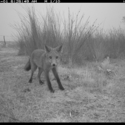 Vulpes vulpes (Red Fox) at Michelago, NSW - 31 Dec 2019 by Illilanga