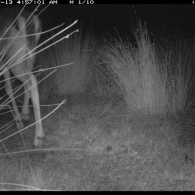 Dama dama (Fallow Deer) at Michelago, NSW - 12 Jul 2019 by Illilanga