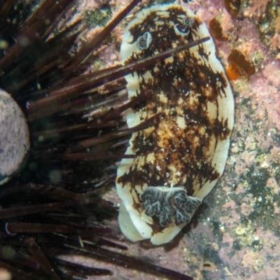 Aphelodoris varia (Aphelodoris varia) at Wapengo, NSW - 21 Mar 2020 by bdixon75