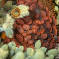 Phlyctenactis tuberculosa (Baked Bean Anemone) at Wapengo, NSW - 21 Mar 2020 by bdixon75