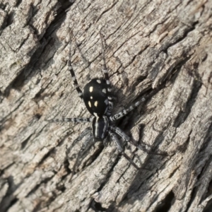 Nyssus coloripes at Michelago, NSW - 12 Mar 2020