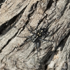 Nyssus coloripes at Michelago, NSW - 12 Mar 2020