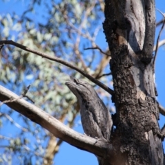 Podargus strigoides (Tawny Frogmouth) at Hackett, ACT - 20 Mar 2020 by petersan