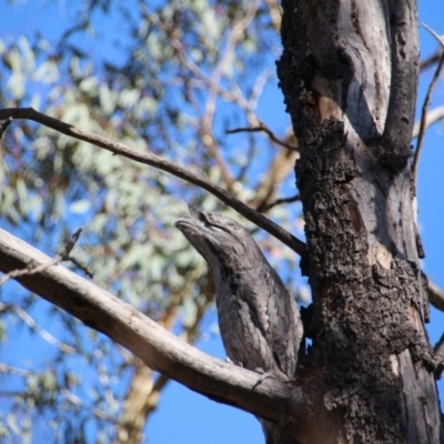 Podargus strigoides (Tawny Frogmouth) at Hackett, ACT - 19 Mar 2020 by petersan